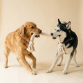 Rope Tug Toy for Dogs — Double-Stitched, Big-Chewer Tested