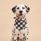 Cora's Petlife Dog Bandana 3-Pack - Black/White color option