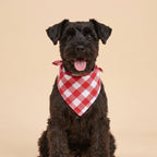 Cora's Petlife Dog Bandana 3-Pack - Red/White color option