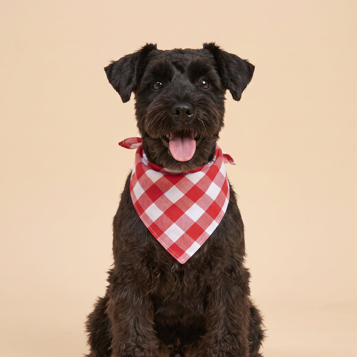 Cora's Petlife Dog Bandana 3-Pack - Red/White color option