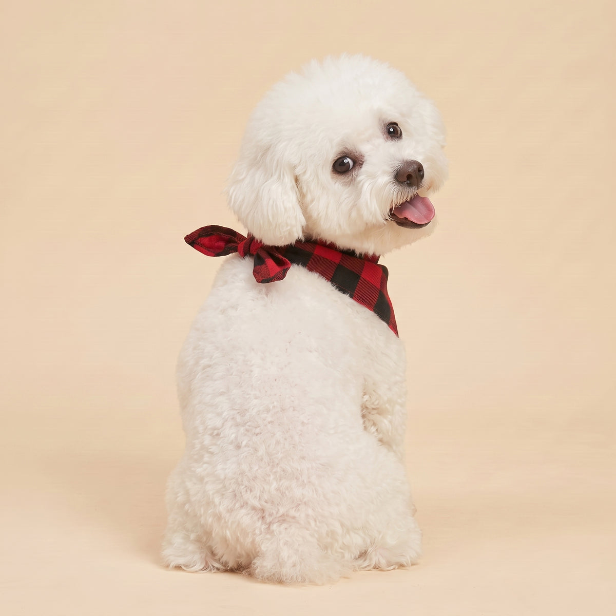 Cora's Petlife Dog Bandana 3-Pack - back view