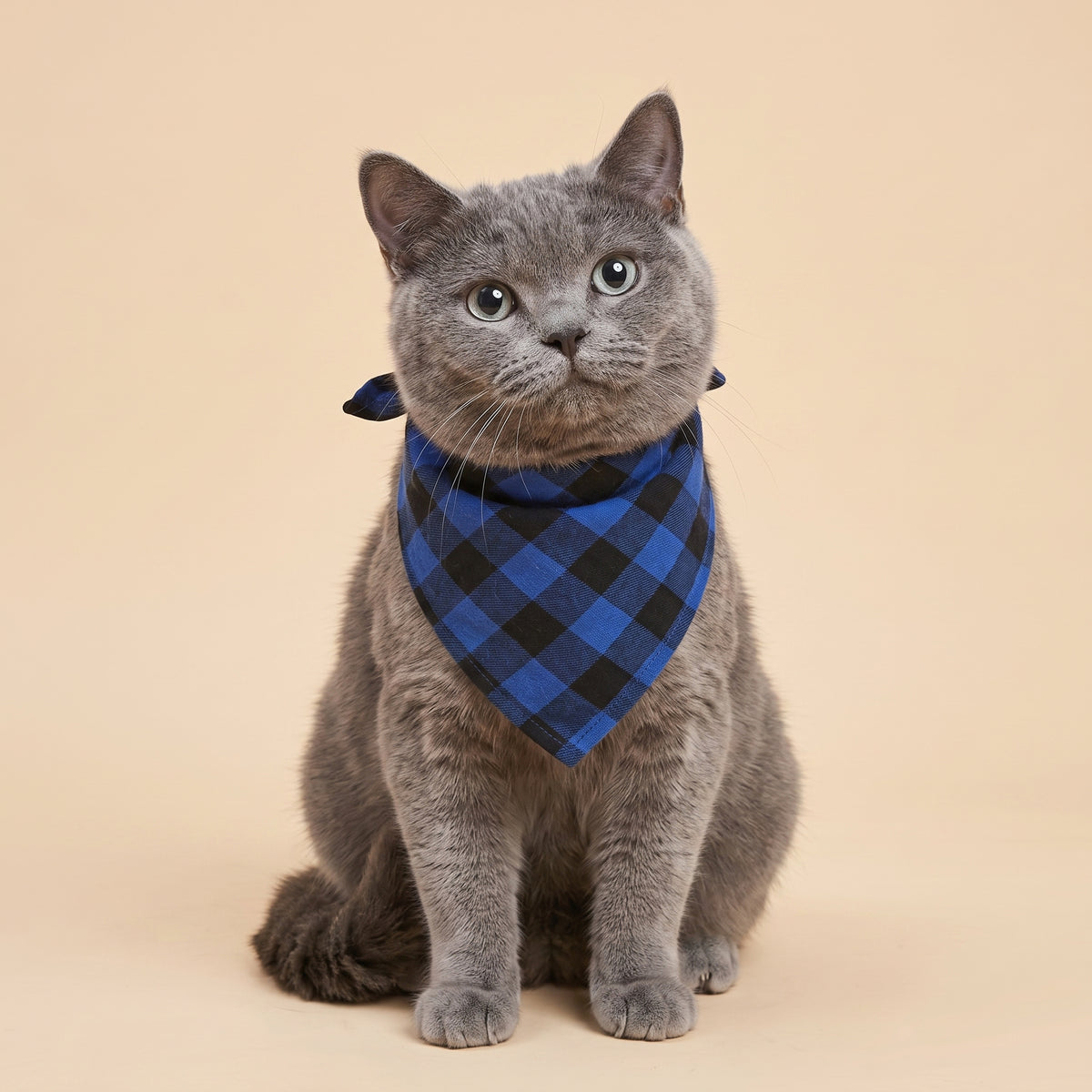 Cora's Petlife Dog Bandana 3-Pack - Blue/Black color option